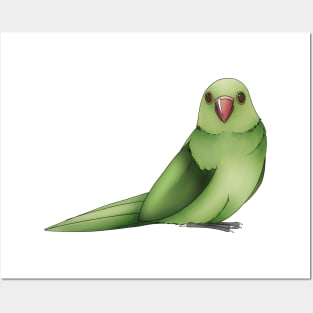 Baby Ringneck Parrot Posters and Art